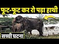 एक हाथी  की दिल चीर देने वाली कहानी |True Story of Raju the crying Elephant | Elephant Story | Hathi