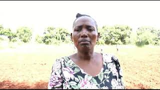 JIFUNZE JUU YA KILIMO CHA ALIZETI ILI UPATE MAVUNO BORA