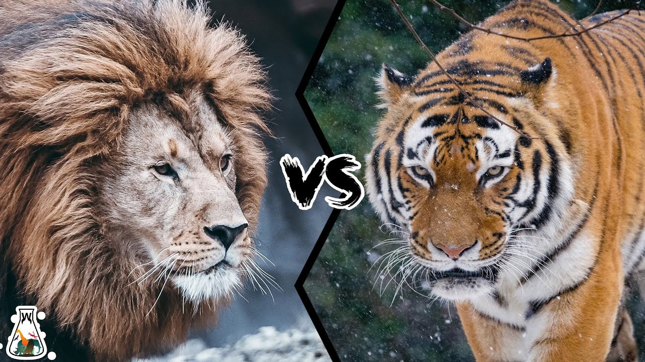 Is it true that male African lions and male Bengal tigers have the