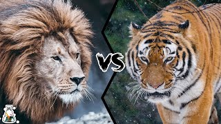 BARBARY LION VS SIBERIAN TIGER  Who Would Win?