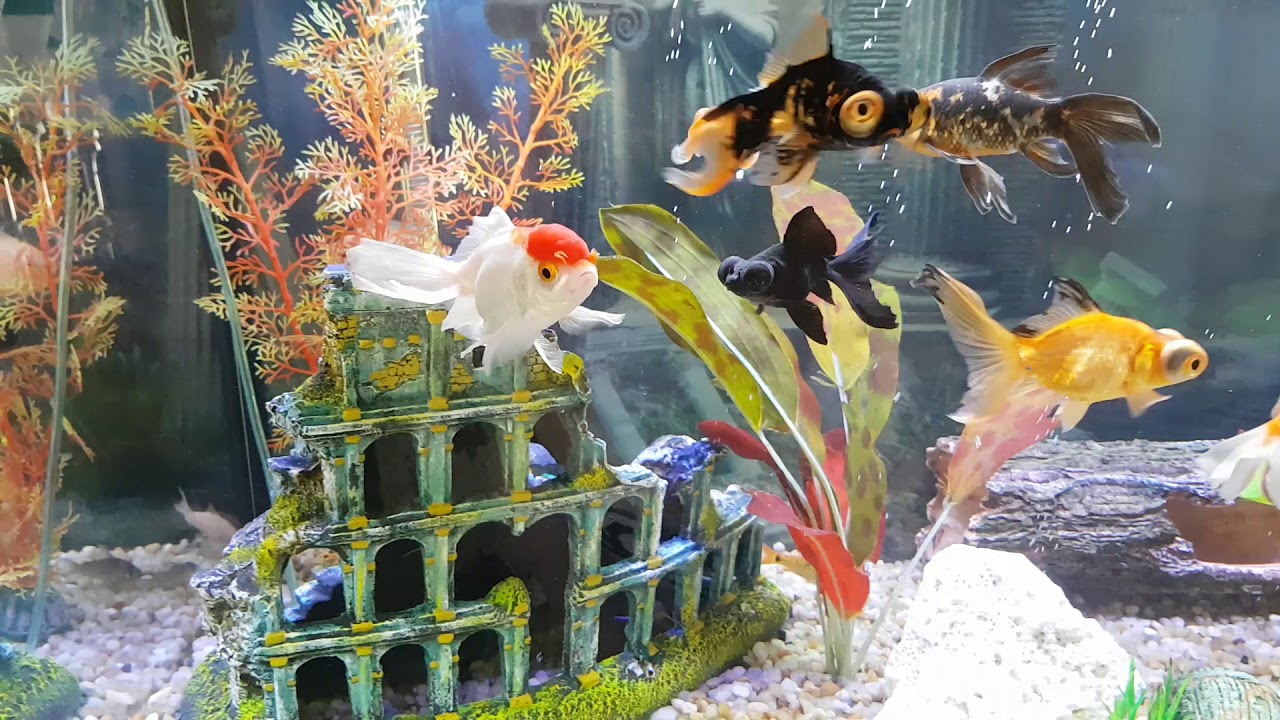 Vermes Âncora - tragédia no aquário de kinguios.