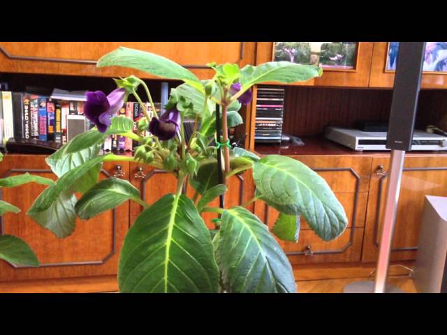 Глоксиния - полезные советы по уходу