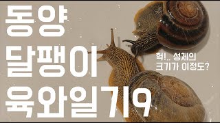 2023.5.4 동양달팽이 육와일기9 ( 9마리가 되다 ) - Youtube