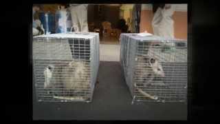 Pest Control Turlock CA 95380 209-456-5665 Pest Prevention