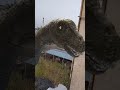 Wolf Near Village #wolf#wildlife#forest#nature#wolfsounds#relaxinwolf#wolfshorts