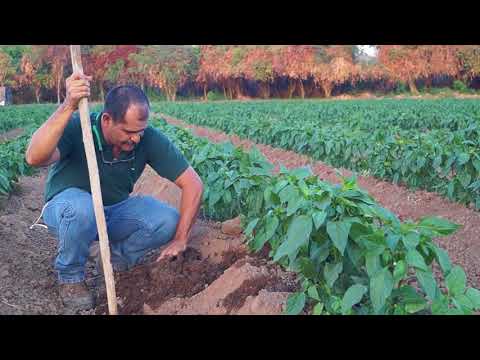 Video: Cómo Determinar La Humedad Del Suelo