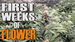 THE FIRST WEEKS OF FLOWER PERIOD     ( 7 DIFFERENT STRAINS OF CANNABIS )