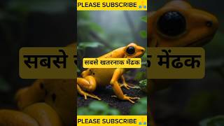 दुनिया का सबसे ज़हरीला मेंढक! 🐸 Golden Poison Frog Facts #facts #frogwatch #amazingfrog #frogweek
