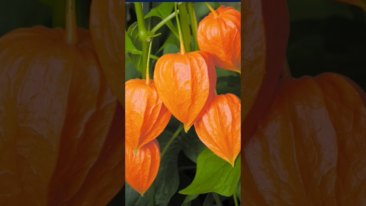 very important medicinal plant in Unani part1