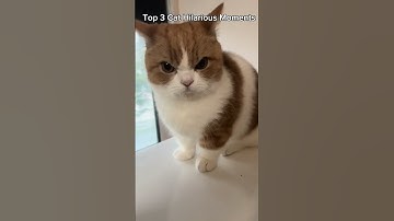 Top 3 Hilarious Moments of Car 😂😂#viralvideo #cat #catshorts #ctto #trending #memes