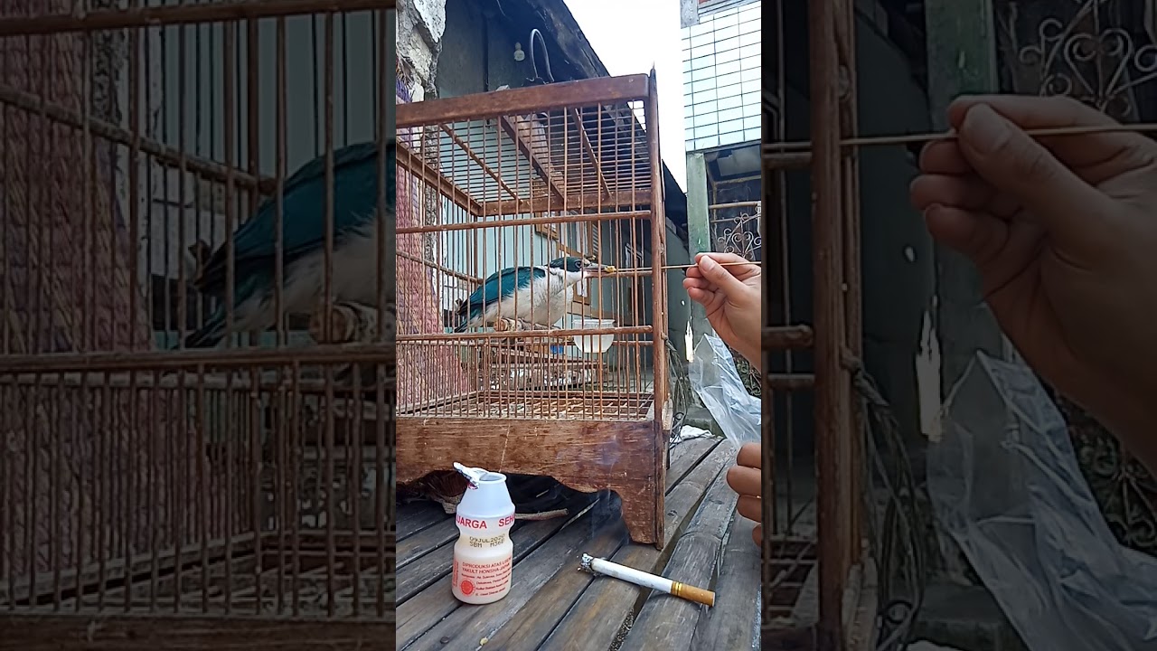 Meloloh anak BURUNG CEKAKAK SUNGAI dengan VOER AYAM 