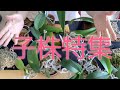 【胡蝶蘭を増やす】子株からお花が見られるのはいつ?水やりはどうしてる?