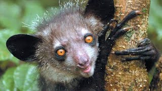 Aye-aye: The World's Creepiest Primate