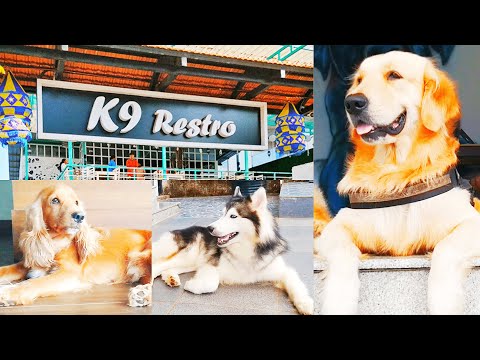 Wideo: Ponad 150 Psów Kiełbasianych Miesza Się Z Miłośnikami Psów W Pop-Up Dog Cafe