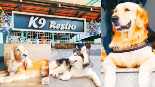 Heaven for Dog Lovers in Mangalore - K9 Restro | Furry Tales | Dog Cafe