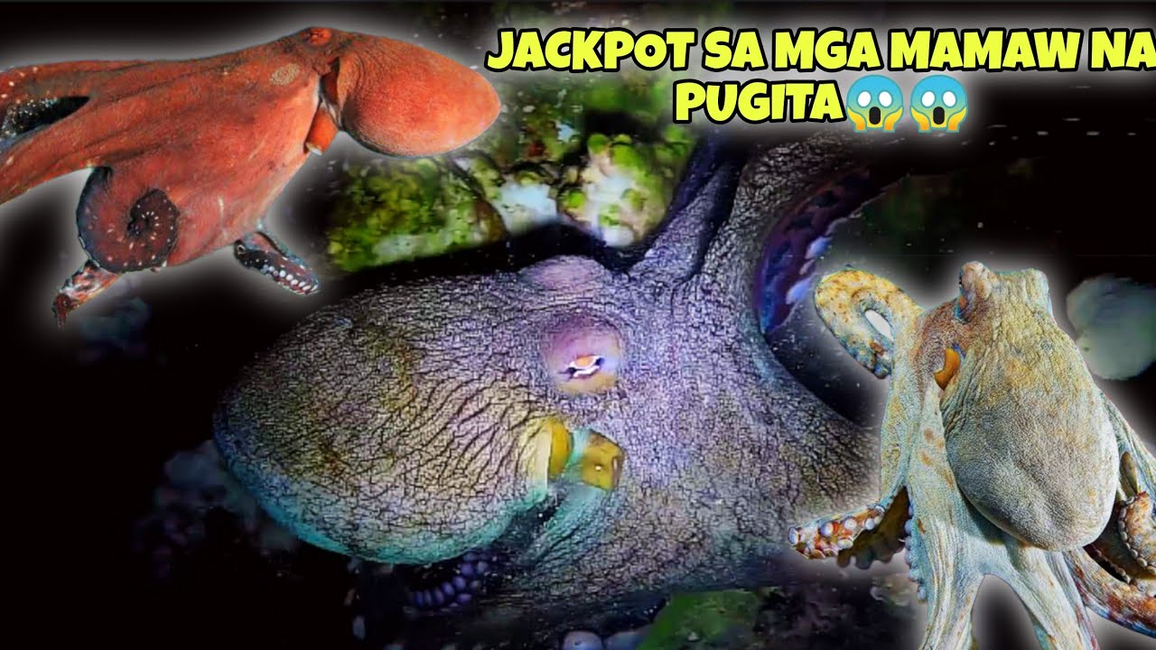 JACKPOT SA MGA MAMAW NA PUGITA AT KULAMBUTAN😱 | SPECIAL EPISODE #fishing #octopus #fish #food