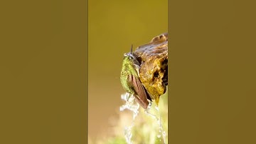 Cute Bird | Beautifull Humming Birds #bird#nature#birdslover