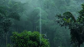 Pluie Relaxante Dans La Forêt Brumeuse Pour Dormir En 5 Minutes ★ Bruit Blanc De La Nature