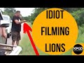 Guy gets out of vehicle at lion sighting  kruger park game drives