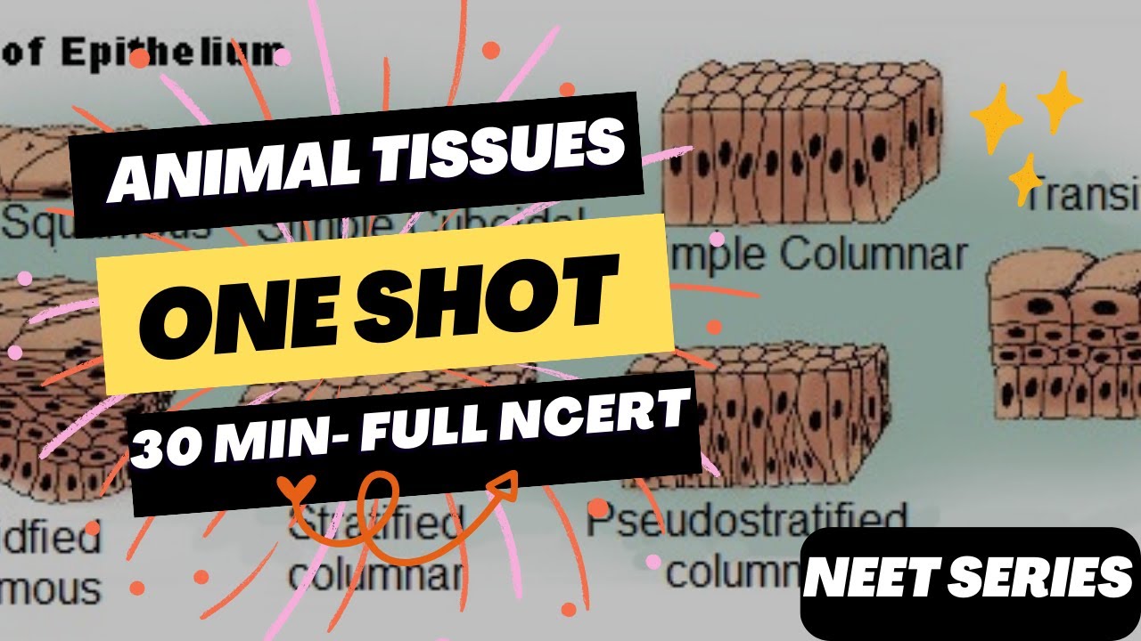 ANIMAL TISSUES | CLASS 11 NEET [ONE SHOT] FULL NCERT COVERAGE - YouTube