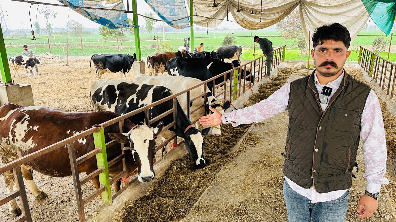Second Farm Visit of Gurwinder Dairy Farm || आओ देखें गुरविंदर काँ दूसरा फ़ार्म ।।