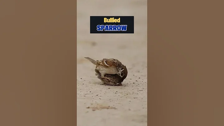 This Sparrow’s Life Was Changed Forever #birds