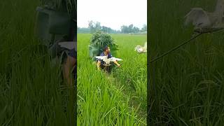 Download Lagu The boy hunted many birds#new# viral #video# South  Korea #brazil #indonesia #indian #129 milion# MP3 Download Lagu The boy hunted many birds#new# viral #video# South  Korea #brazil #indonesia #indian #129 milion# MP3