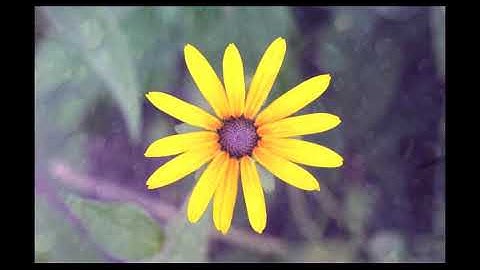 سورة الرحمن 055 - تلاوة رائعة للشيخ ياسر الدوسري إمام الحرم المكي