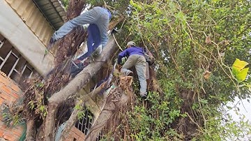 Cưa Cây Xanh,Um Tùm Nhánh, Trên Nóc Nhà, Quá Khó Chịu, Cưa Kỹ Thuật,26