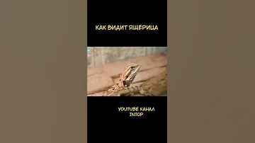 Как видит ящерица