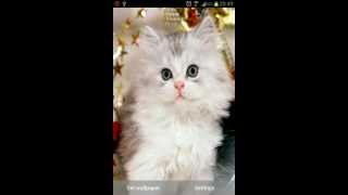 Cute Kittens Live Wallpaper Android App (old version) screenshot 2