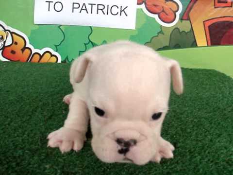 English bulldog For Sale - Chiyuki - http://www.bullcanes.net - ceo@bullcanes.net puppy paradise