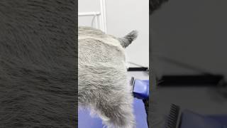 Try this on your next #schnauzer #dog #haircut support us at myfavoritegroomer.com