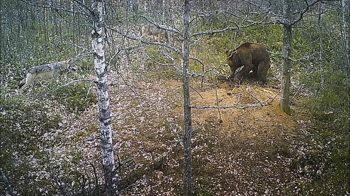 Brown bear attack on a wolf den - DayDayNews