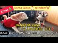 クリスマス 犬サンタと犬トナカイ 出勤前の様子