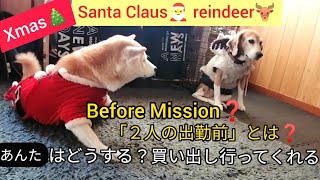 クリスマス 犬サンタと犬トナカイ 出勤前の様子
