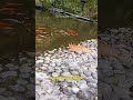 Have you ever seen how a cat catches fish?