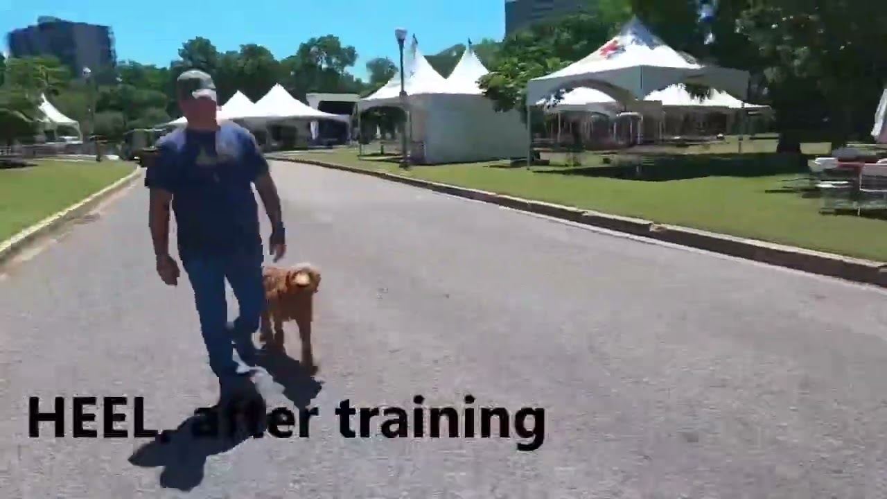 Shadow, 6mth old GoldenDoodle. Dallas Texas dog training