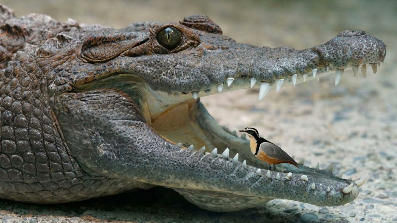 Plover Bird Crocodile Plover Bird Clean Crocodile Teeth YouTube Plover Bird Crocodile Plover Bird Clean Crocodile Teeth YouTube