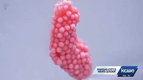 Sánchez Alvarado Lab research featured on KMBC 9