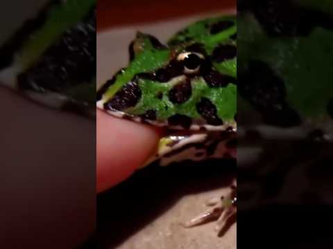 Что делать при укусе лягушки. Последствия укуса