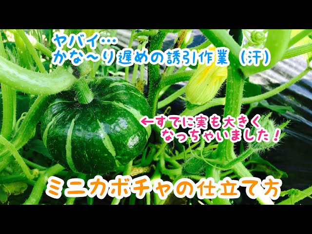 Home gardening video: 