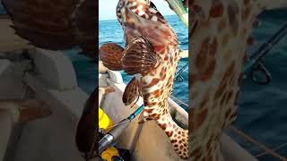 Honeycomb grouper landed #fishinginthephilippines #fishing