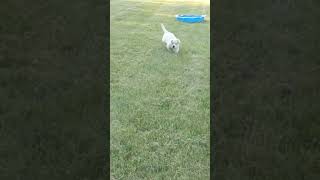 Cute SLO-MO of Puppy Running by 4lykins 115 views 3 years ago 1 minute, 26 seconds