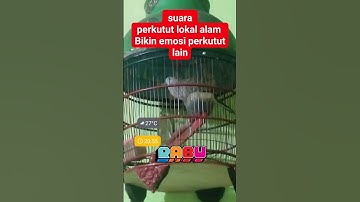 Suara perkutut lokal alam bikin emosi perkutut lain3314