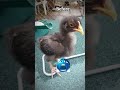 top quality aseel murga #aseelmurga #birds #rooster #pets #shorts