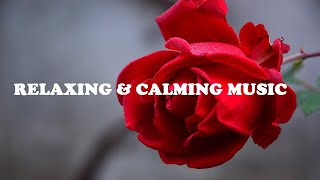 Red Rose Flowers | Relaxing Piano Music | Study Music screenshot 1
