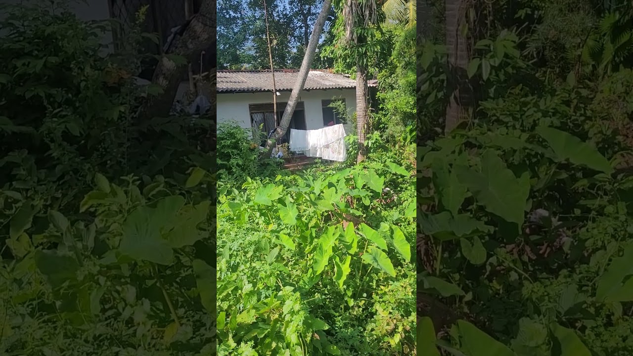 Беги, Форест, беги!