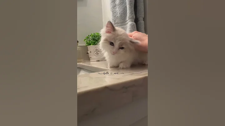 Watch the video about Ragdoll kitten loves bath time, blow dryer, and grooming! #ragdollbreeder #ragdollcattery