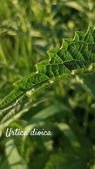 Funny urtica dioica or common nettle #shorts #herbarium - YouTube